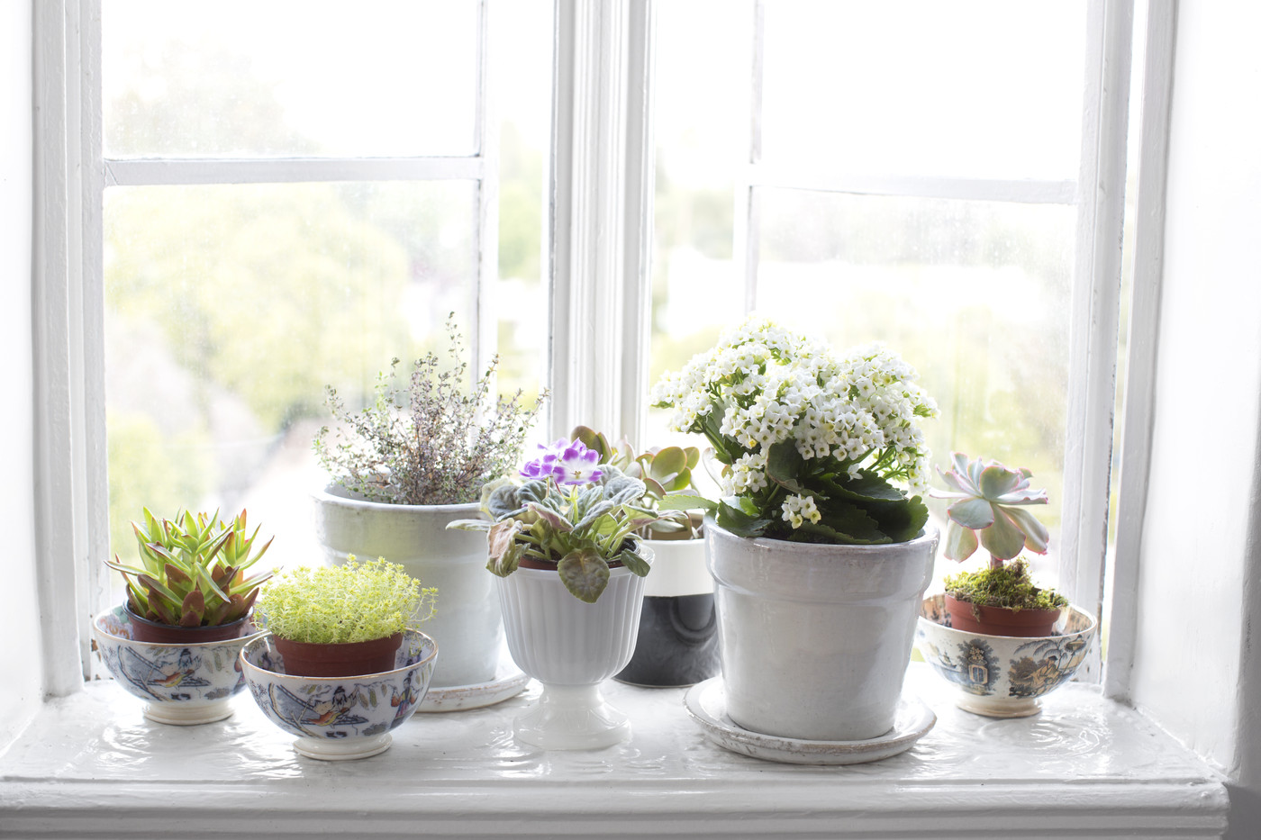 window flowers